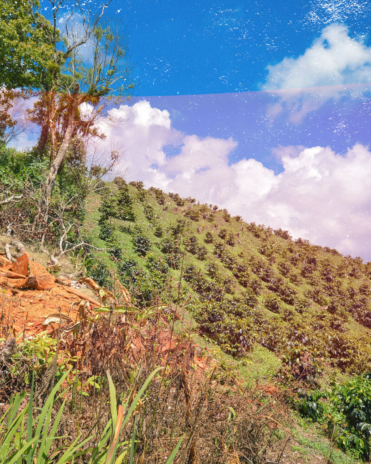 Coffee Fields