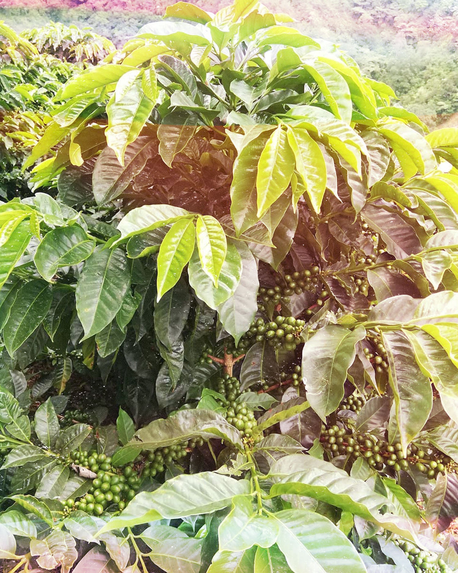 coffee bush