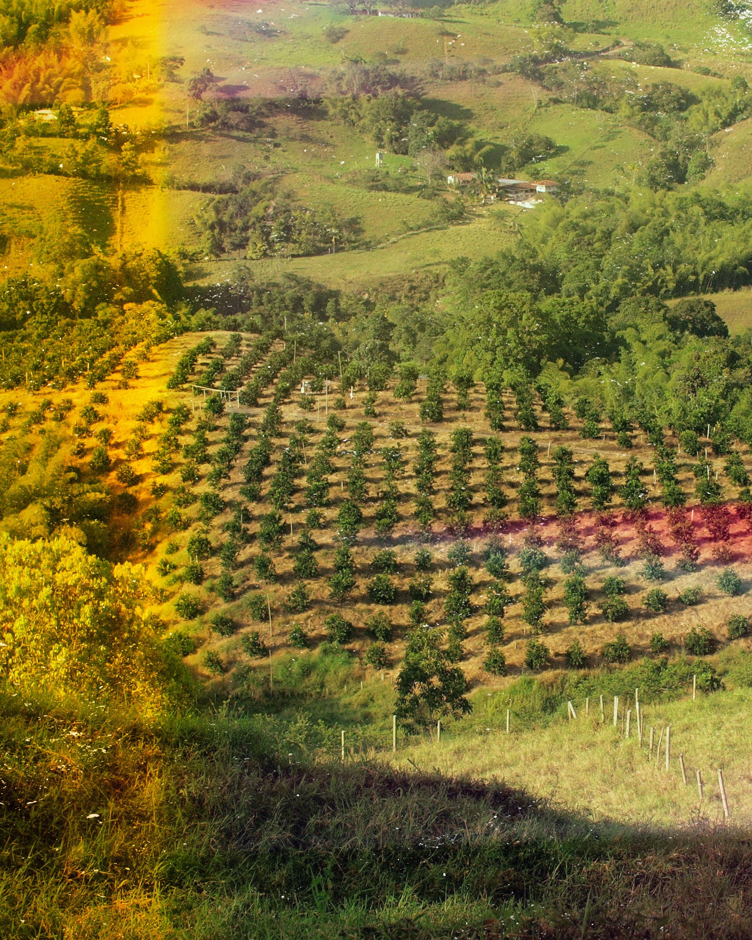 coffee plantation
