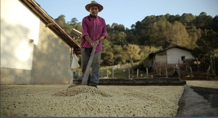BON CAFÉ ORGANIC Washed Honduras