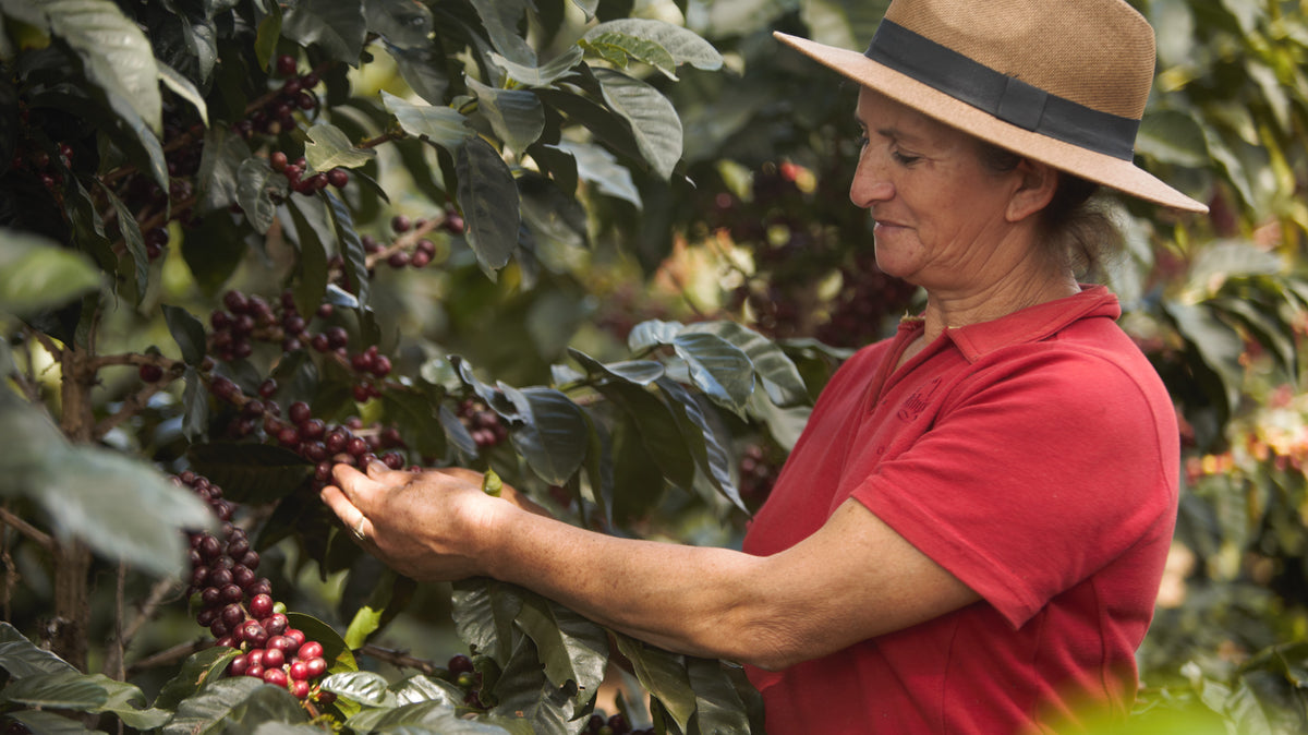 MARTHA LÍCIDA VÁSQUEZ MELGAR Washed Honduras