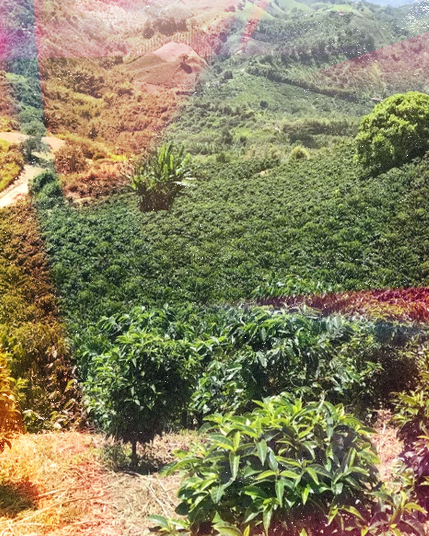 coffee fields